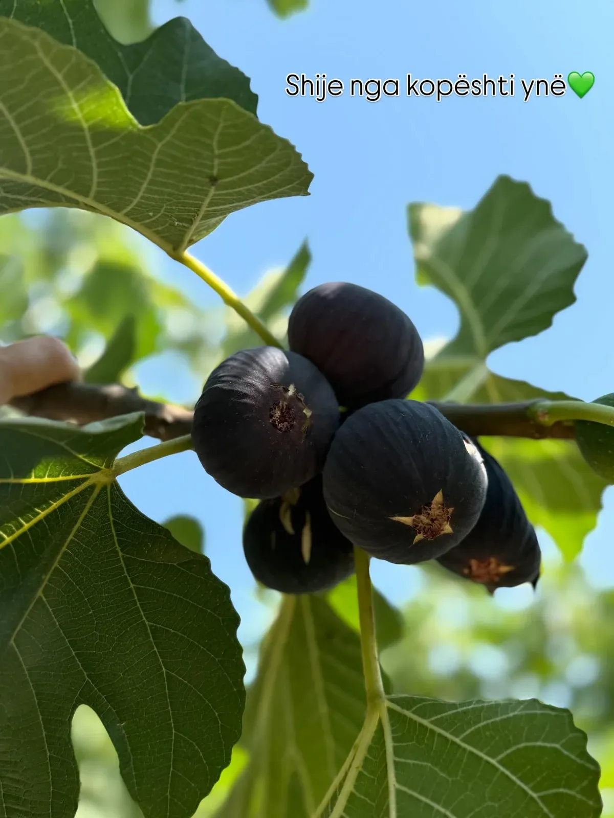 Mirëmëngjesi nga kopshti ynë Çdo vit na dhuron gjithnjë e më shumë jetë e… — Nga kopshti