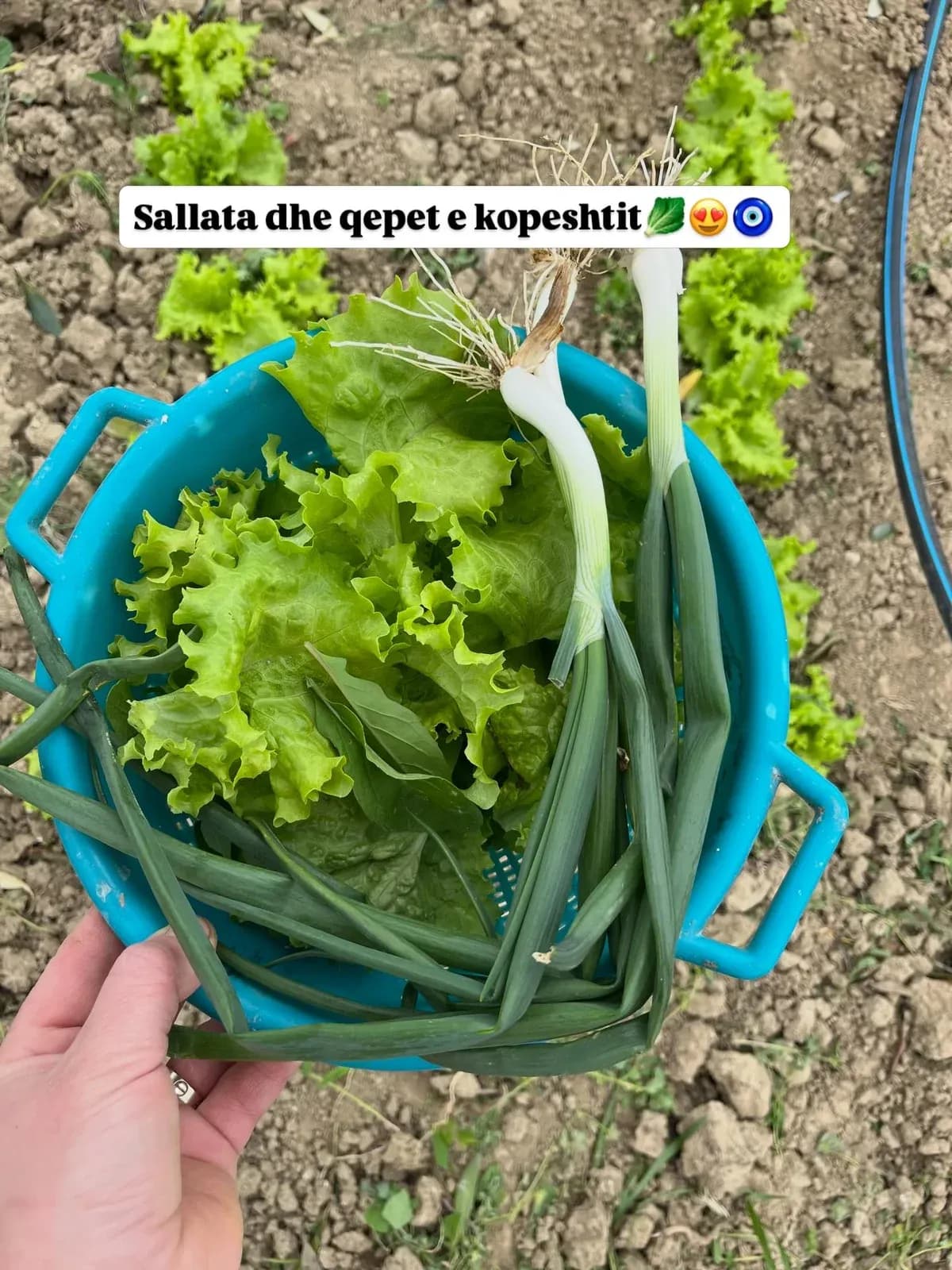 Dreka në fshat Kulac me shëllirë djathi, kos e vezë,tavë me zog e oriz në… — Mish & tava, pamja 13