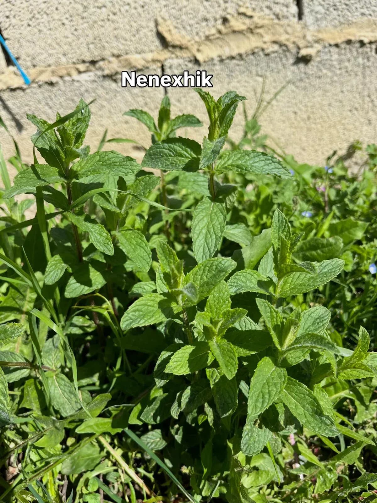 Foto të shkrepura sot nga kopshti im në fshat Ndërkohë që u kujdesa për… — Nga kopshti, pamja 10