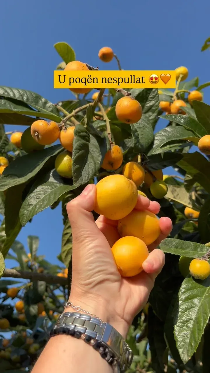 Nga arkivi i Aromë Saçit — Të tjera