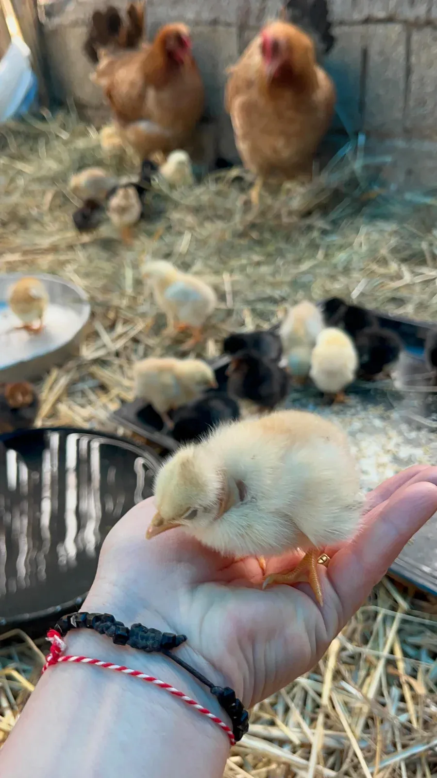 Është mund, është sakrificë… por këta “bebat” e vegjël janë kaq të bukur,… — Porosi