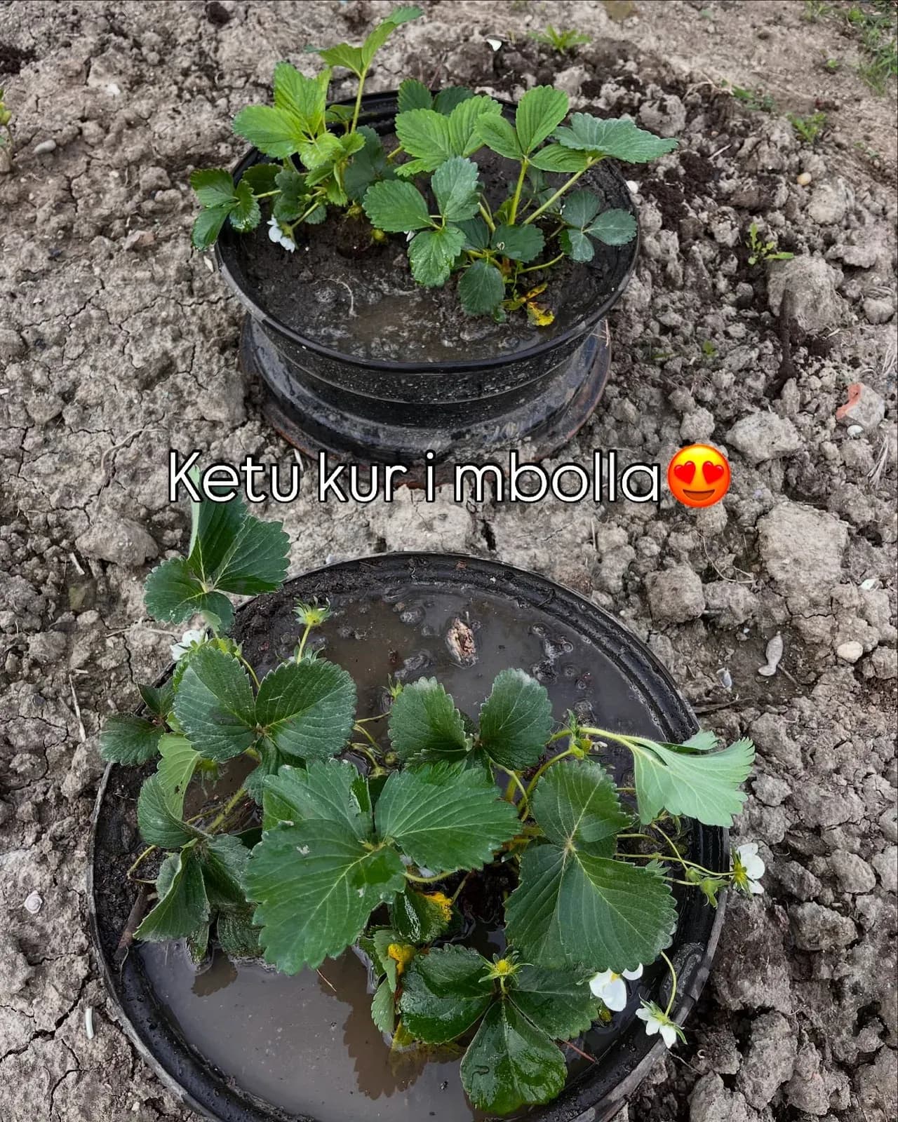 Luleshtrydhet e kopeshtit tone Nje nder frutat e mia te preferuara,dhe pse… — Nga kopshti, pamja 6