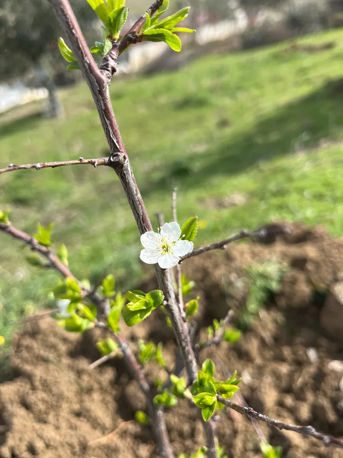 A mund të them se erdhi Pranveraaa? — Të tjera, pamja 18