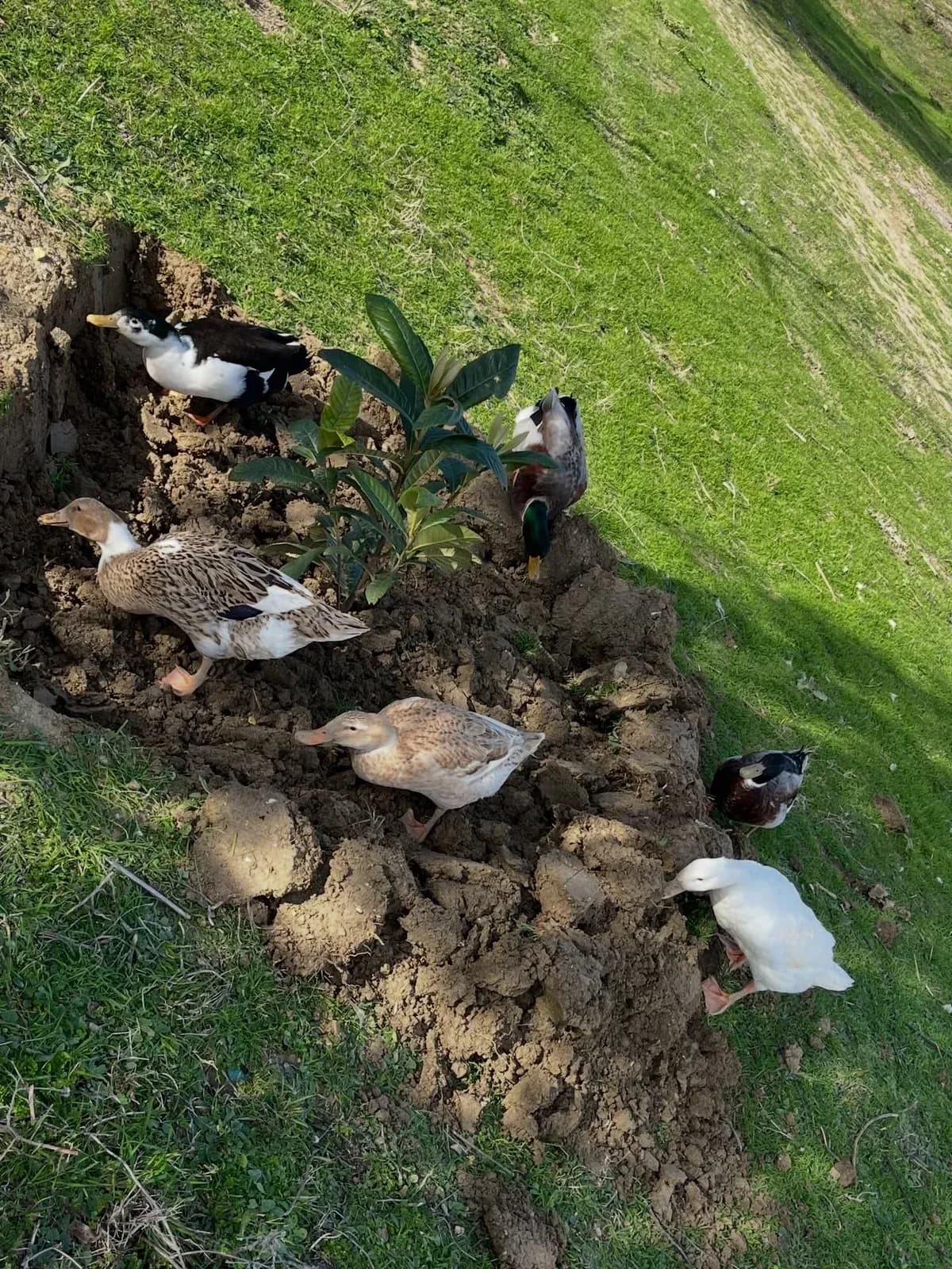 A mund të them se erdhi Pranveraaa? — Të tjera, pamja 5
