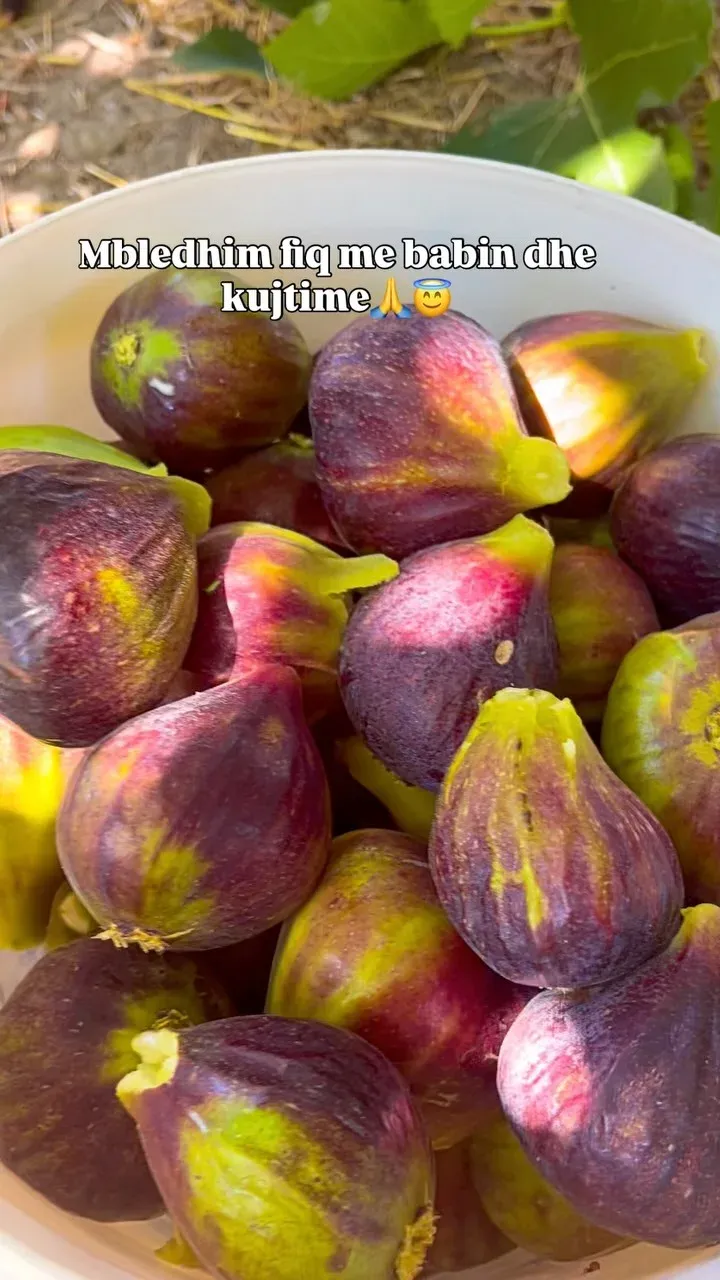 Mbledhim fiq me babin… dhe kujtime U rrita me duart e babait…Me aromën e…