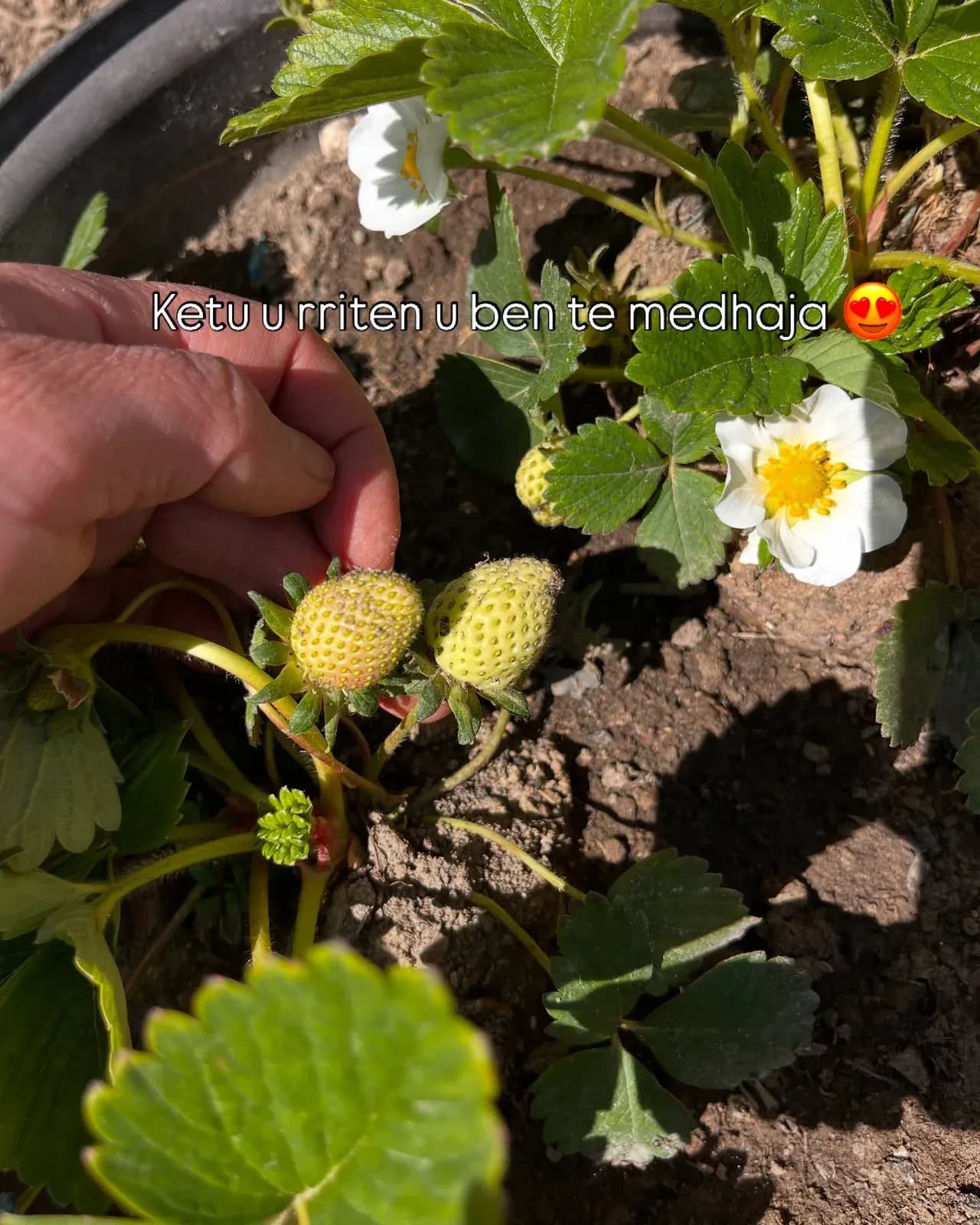 Luleshtrydhet e kopeshtit tone Nje nder frutat e mia te preferuara,dhe pse… — Nga kopshti, pamja 4
