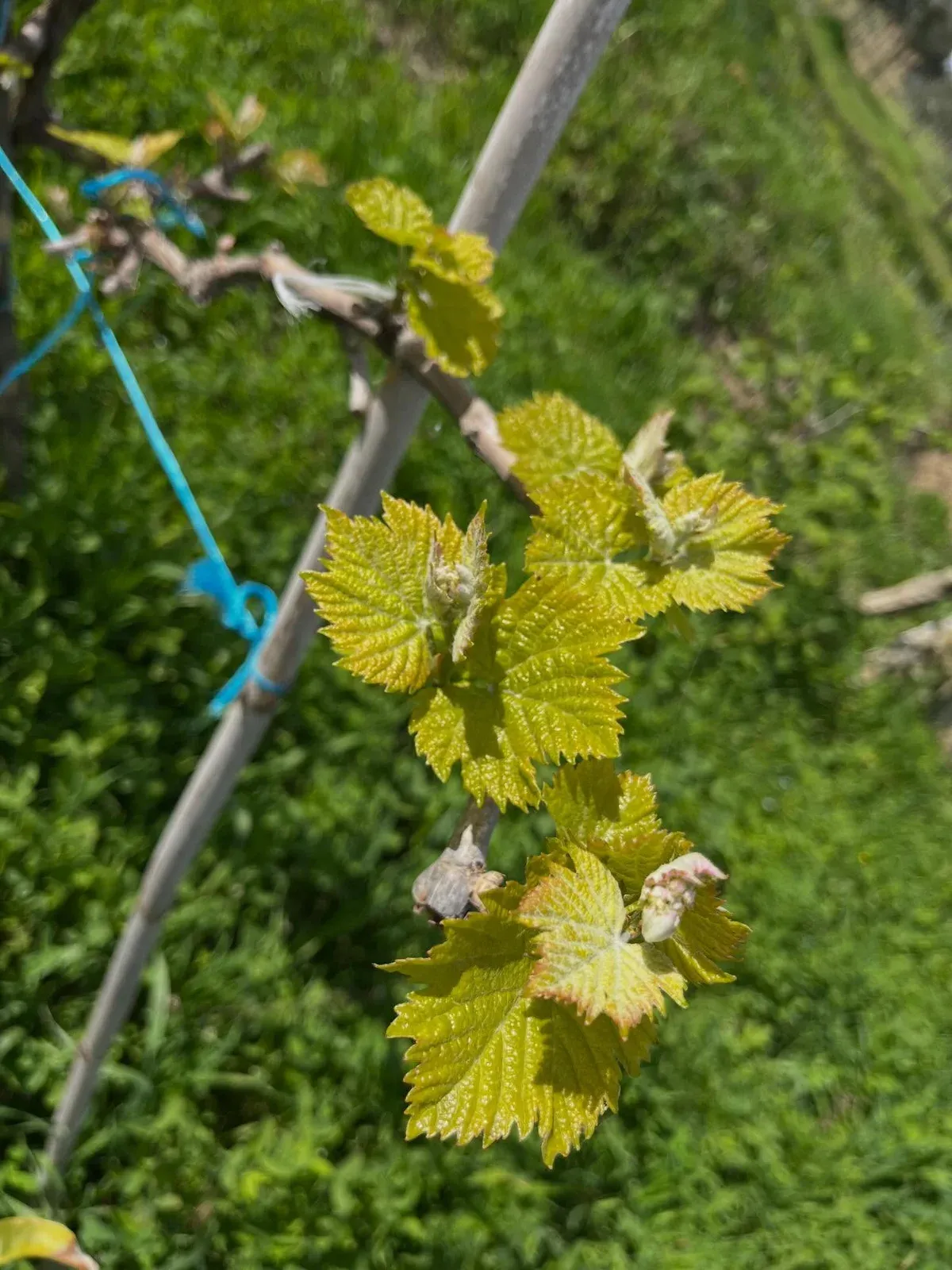 Foto të shkrepura sot nga kopshti im në fshat Ndërkohë që u kujdesa për… — Nga kopshti, pamja 18