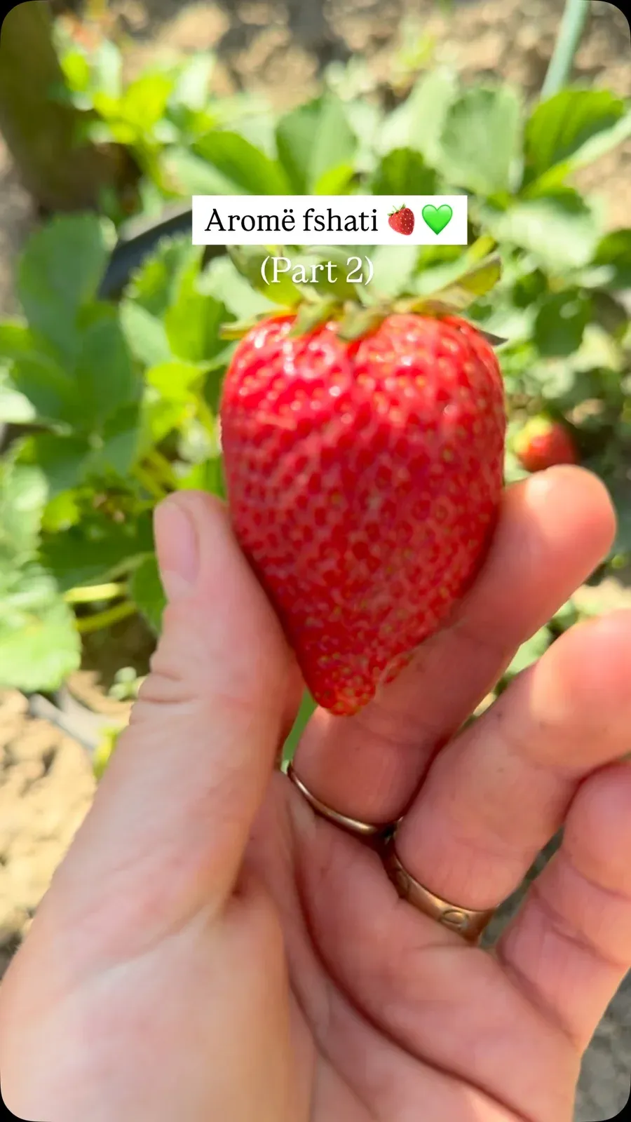 Mes nxitimit të përditshëm dhe aromave të gatimeve me porosi, janë këto… — Nga kopshti
