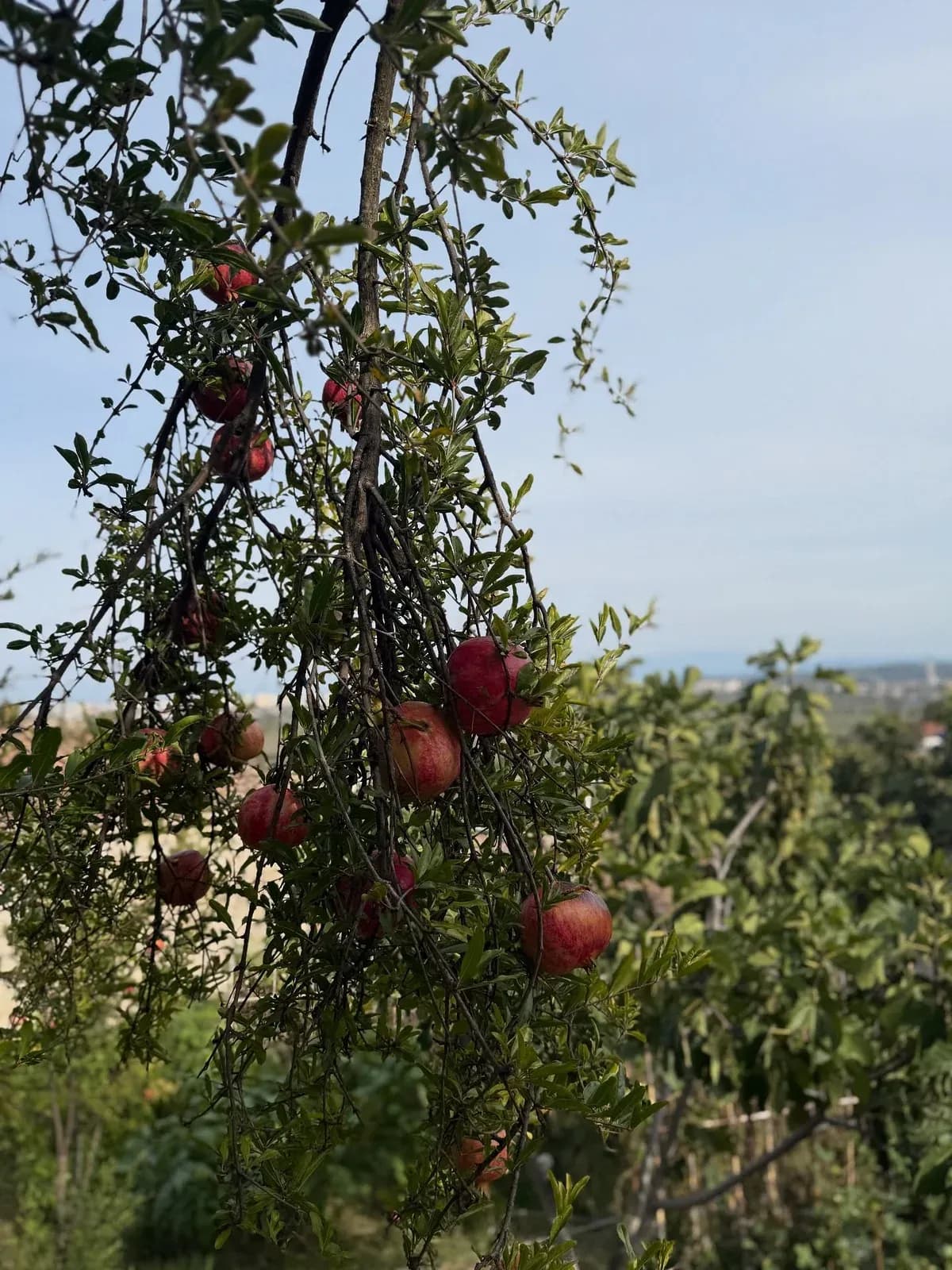 Saturday vibes Ka diçka magjike në thjeshtësinë e fshatit dhe në… — Porosi, pamja 2