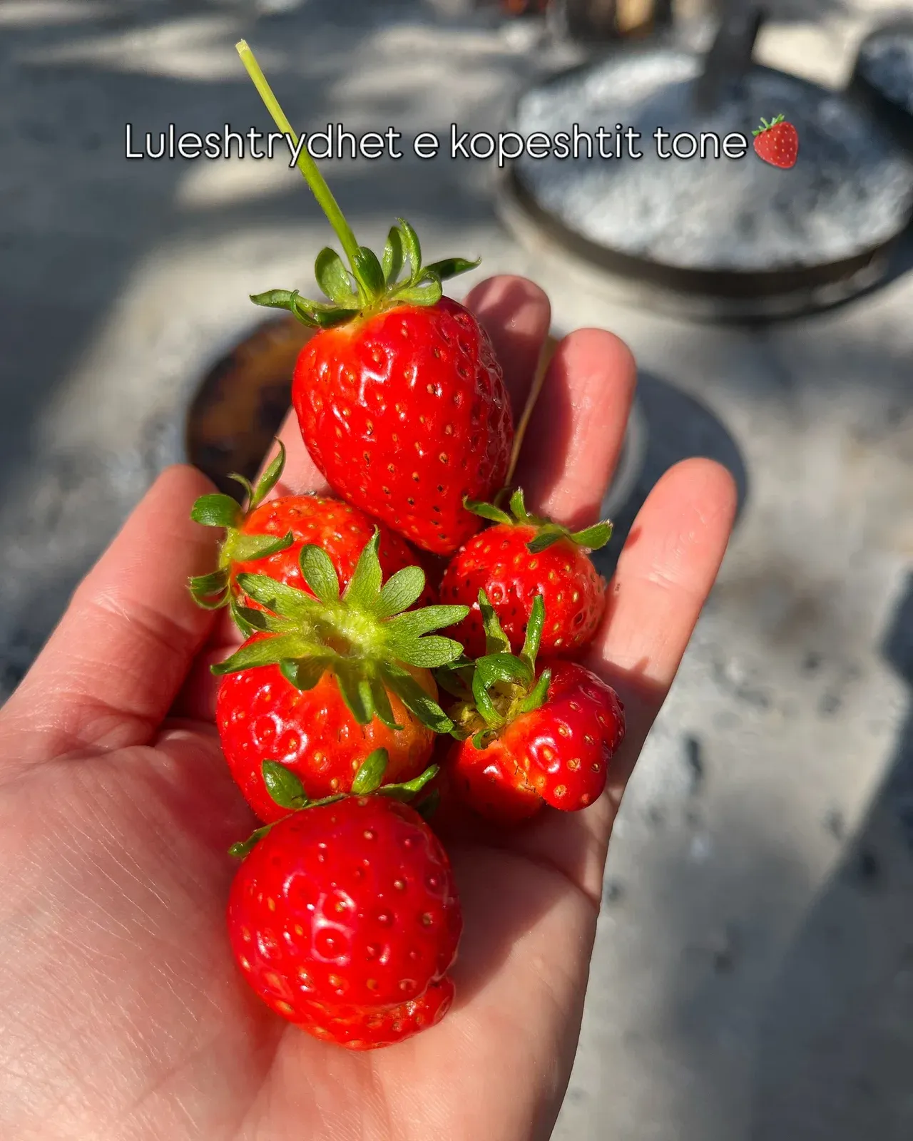 Luleshtrydhet e kopeshtit tone Nje nder frutat e mia te preferuara,dhe pse… — Nga kopshti