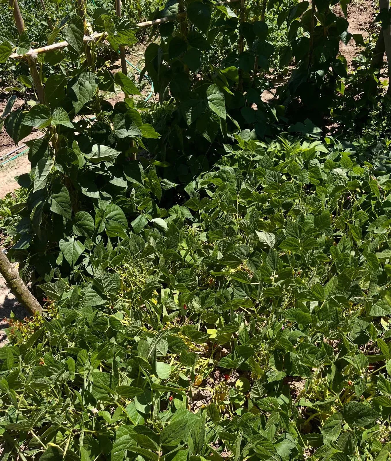 E nisim muajin me disa pamje nga bahçja jonë ,aty ku çdo gjë është ende në… — Nga kopshti, pamja 5