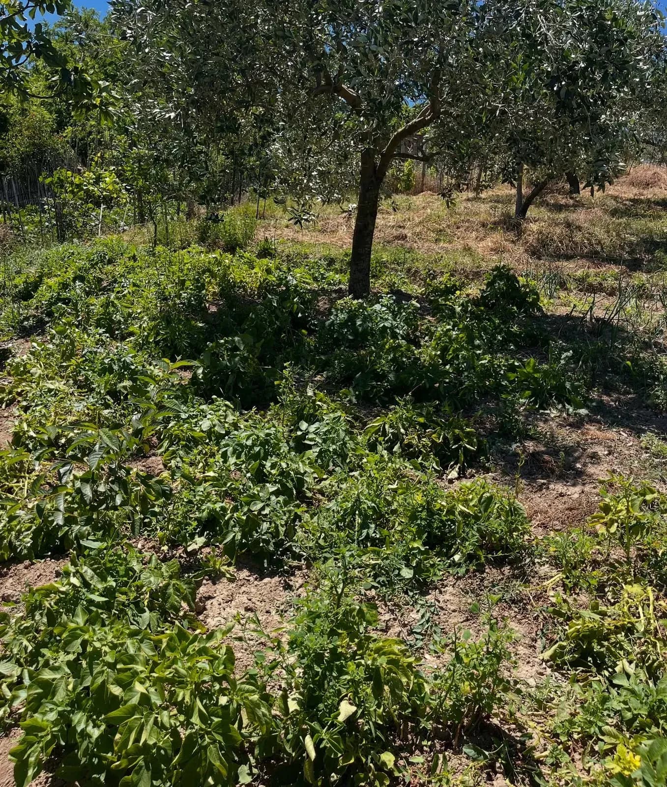 E nisim muajin me disa pamje nga bahçja jonë ,aty ku çdo gjë është ende në… — Nga kopshti, pamja 10