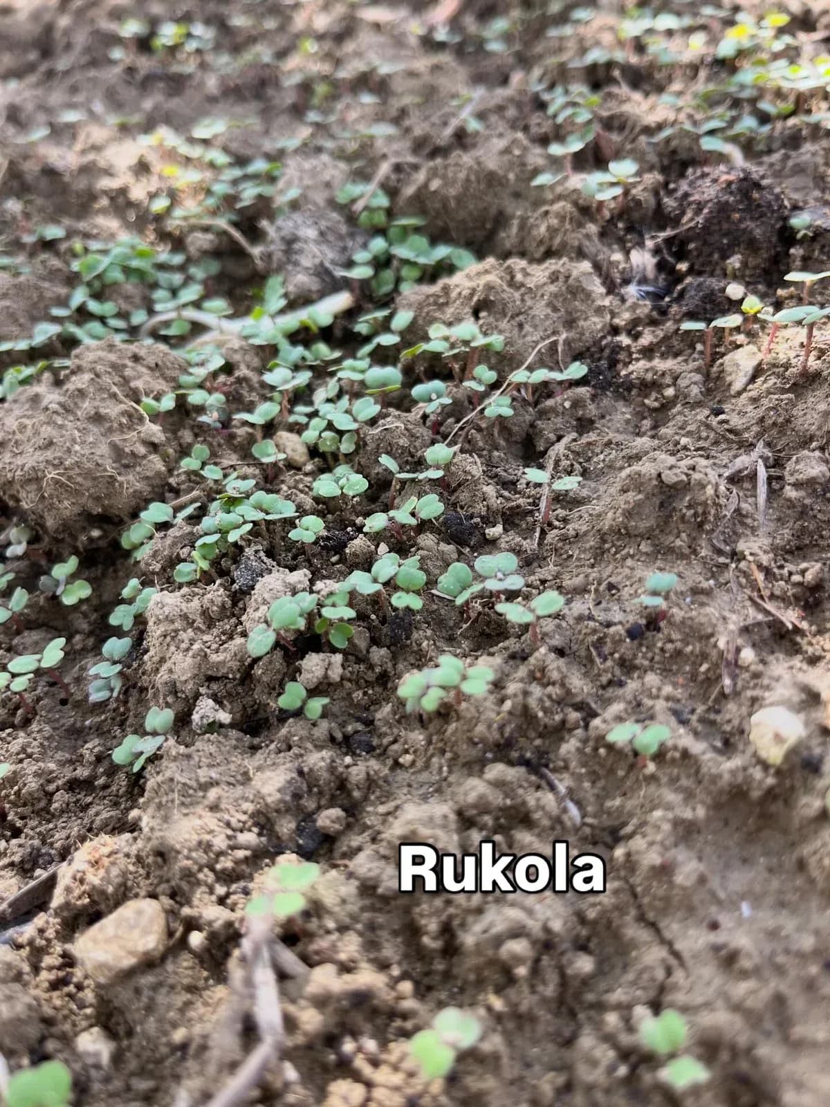 Foto të shkrepura sot nga kopshti im në fshat Ndërkohë që u kujdesa për… — Nga kopshti, pamja 13