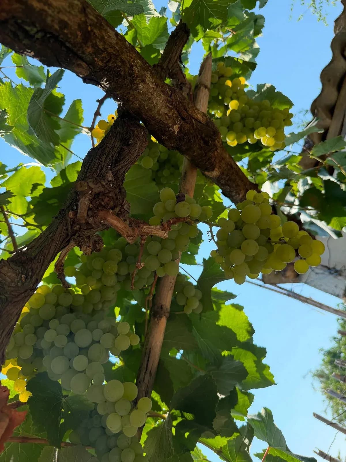 Mirëmëngjesi nga kopshti ynë Çdo vit na dhuron gjithnjë e më shumë jetë e… — Nga kopshti, pamja 19