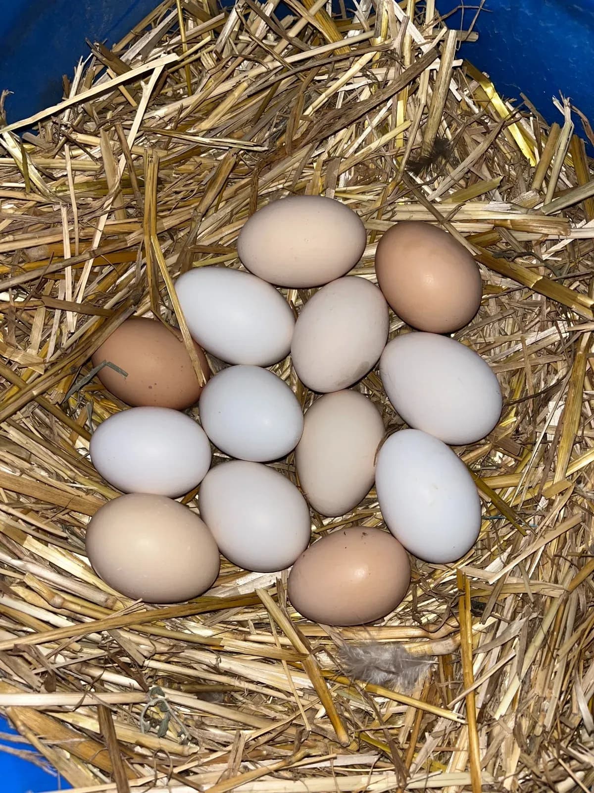 Ballakume me porosi për Ditën e Verës Prej ditësh kuzhina ime mban aromën… — Porosi, pamja 7