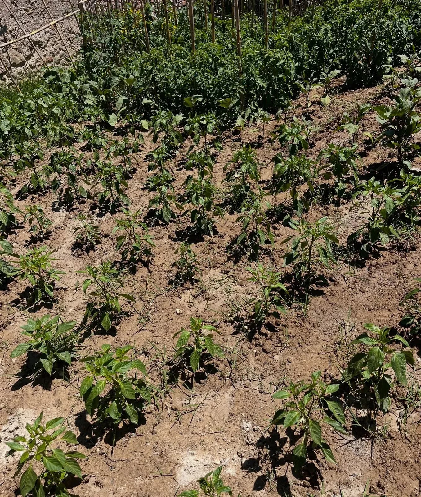 E nisim muajin me disa pamje nga bahçja jonë ,aty ku çdo gjë është ende në… — Nga kopshti, pamja 7