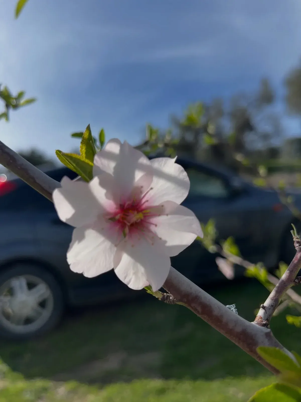 A mund të them se erdhi Pranveraaa? — Të tjera, pamja 11