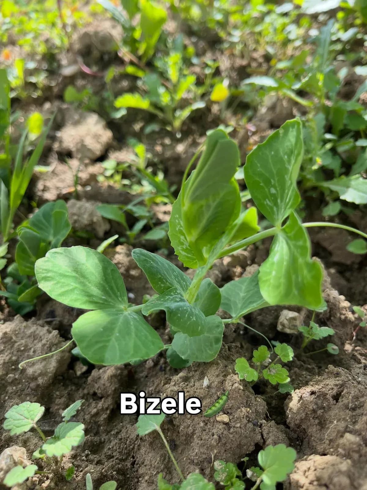 Foto të shkrepura sot nga kopshti im në fshat Ndërkohë që u kujdesa për… — Nga kopshti, pamja 5
