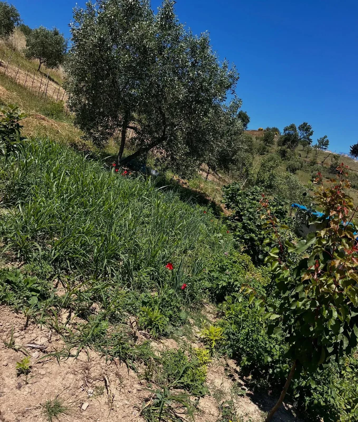 E nisim muajin me disa pamje nga bahçja jonë ,aty ku çdo gjë është ende në… — Nga kopshti, pamja 11