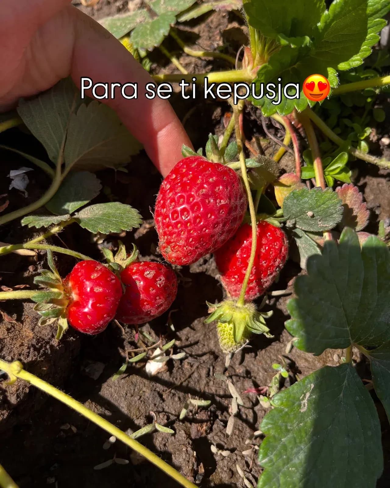 Luleshtrydhet e kopeshtit tone Nje nder frutat e mia te preferuara,dhe pse… — Nga kopshti, pamja 2
