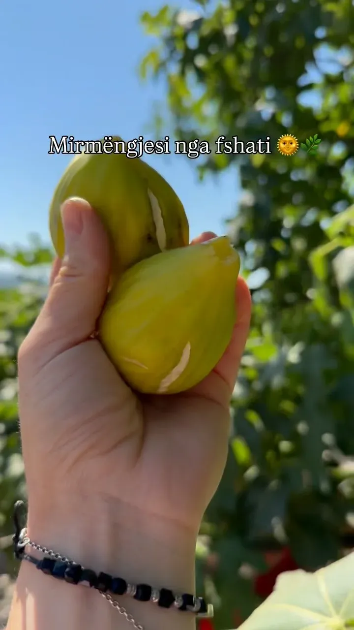 Para se të filloj punën, mbledh disa fiq që t’i shijoj gjatë ditës E dua… — Nga kopshti