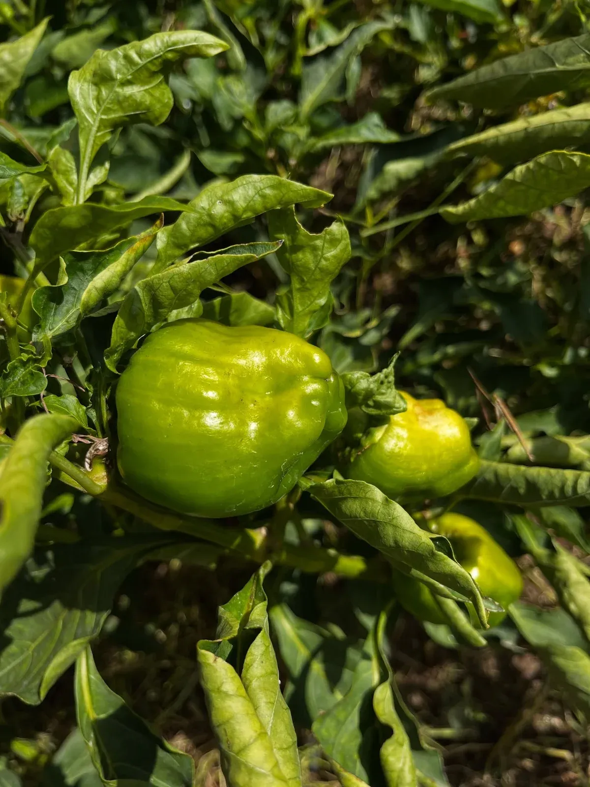 Shporta e vjeshtës nga kopështi ynë. — Nga kopshti, pamja 8