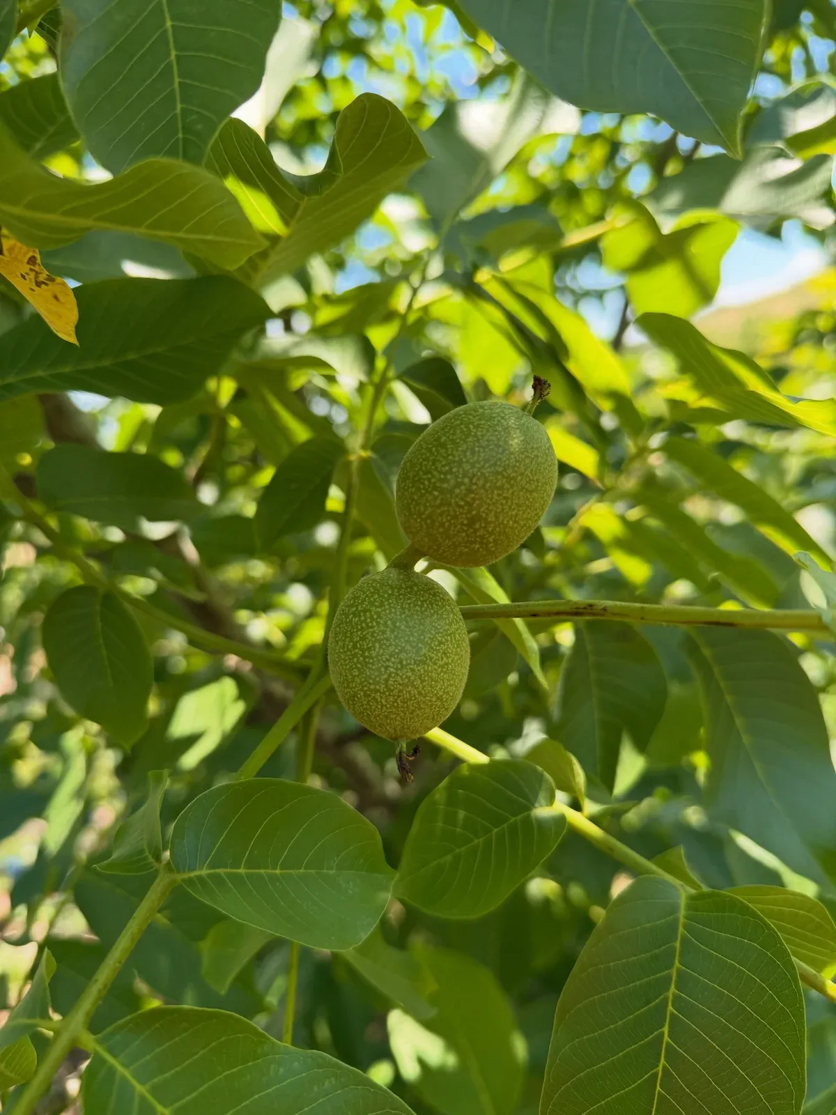 Luksi nuk është gjithmonë te gjërat e shtrenjta. — Nga kopshti, pamja 10