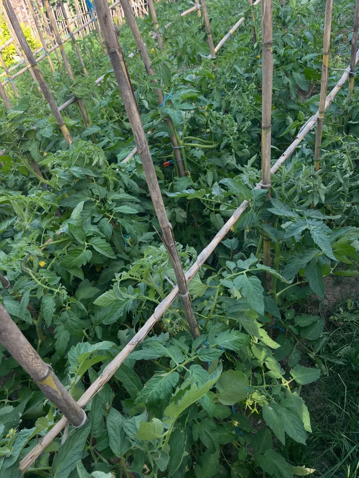 Luksi nuk është gjithmonë te gjërat e shtrenjta. — Nga kopshti, pamja 3