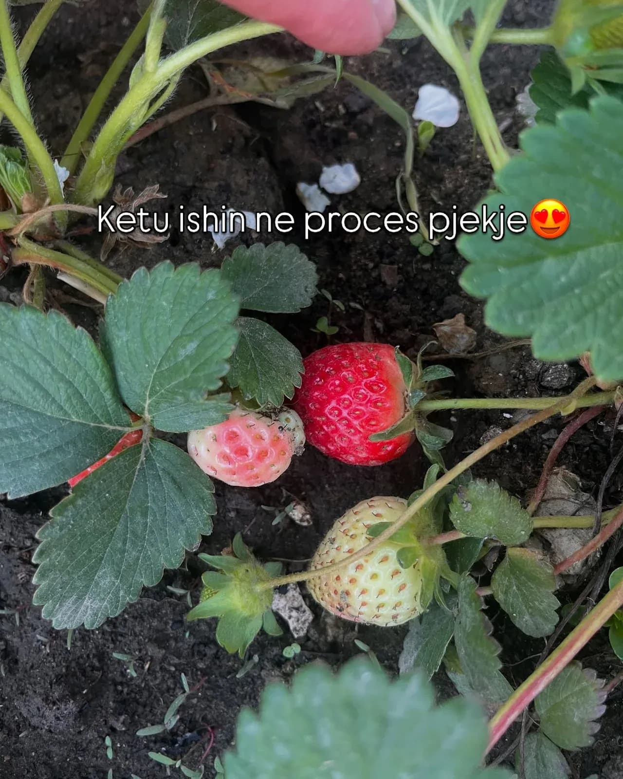 Luleshtrydhet e kopeshtit tone Nje nder frutat e mia te preferuara,dhe pse… — Nga kopshti, pamja 3