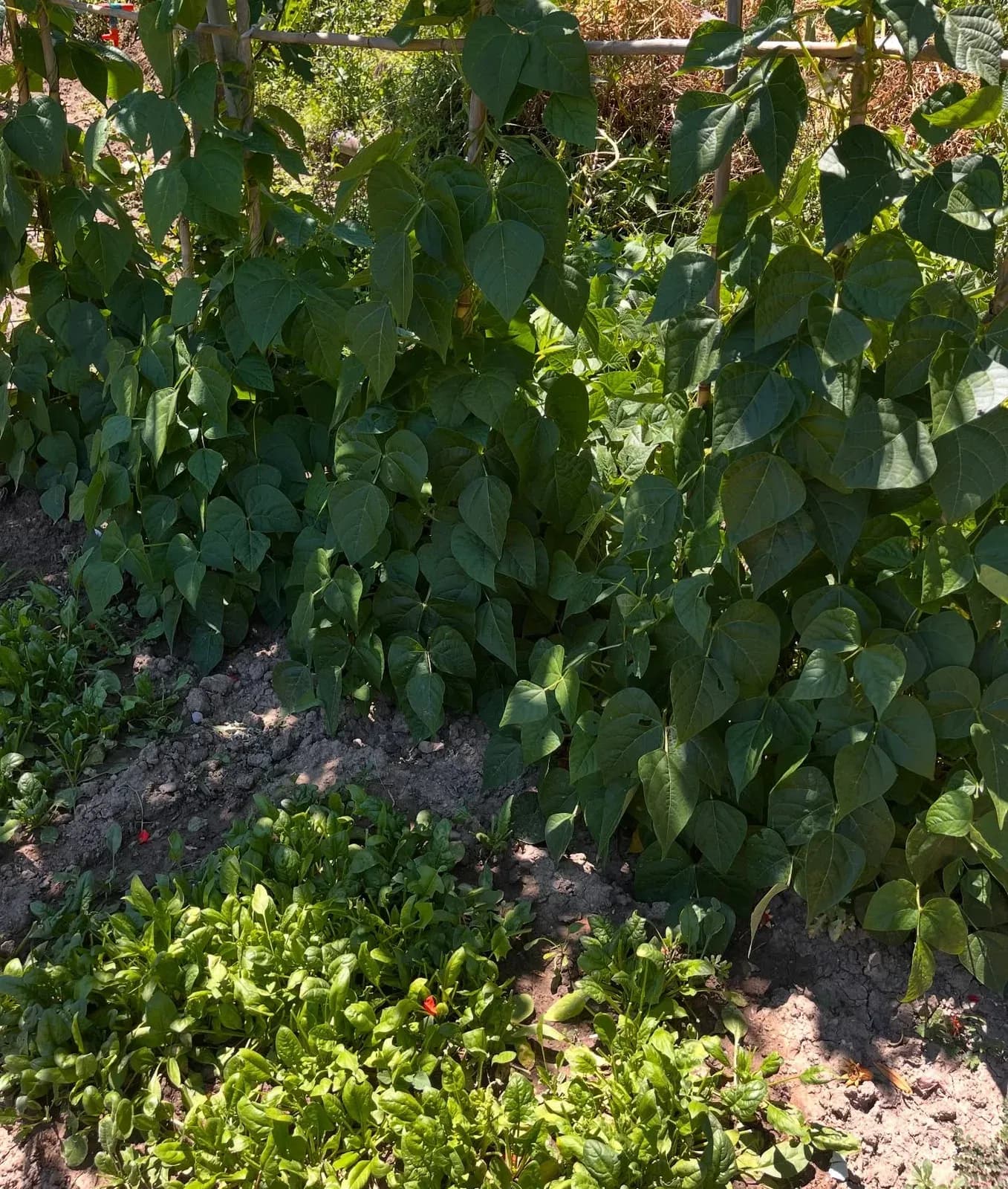 E nisim muajin me disa pamje nga bahçja jonë ,aty ku çdo gjë është ende në… — Nga kopshti, pamja 6
