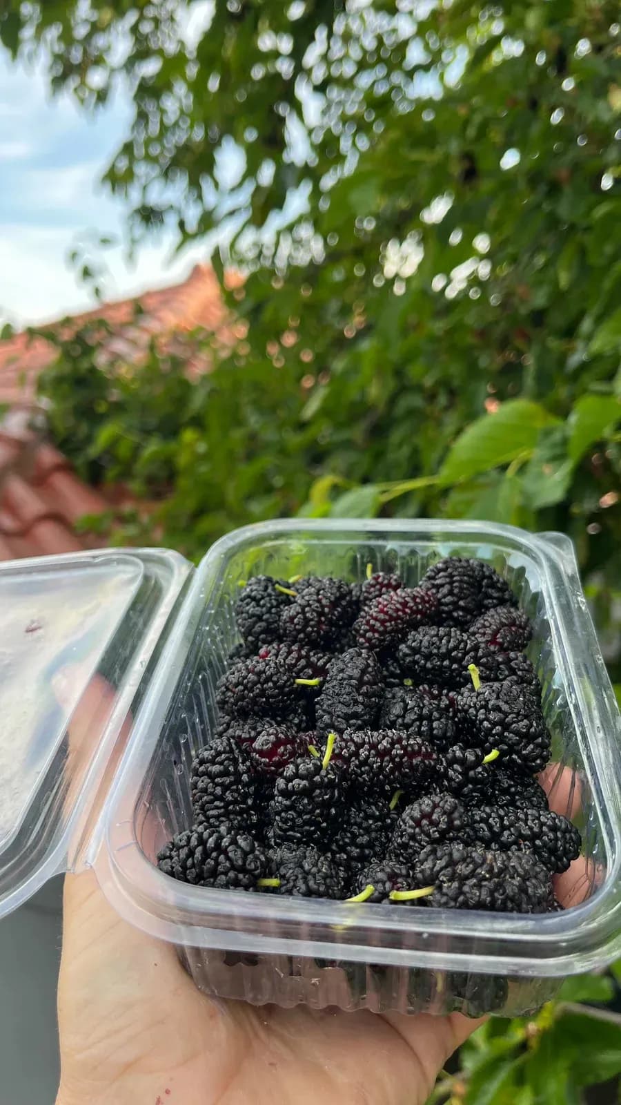I keni provuar mënat per kete vit? — Tradita