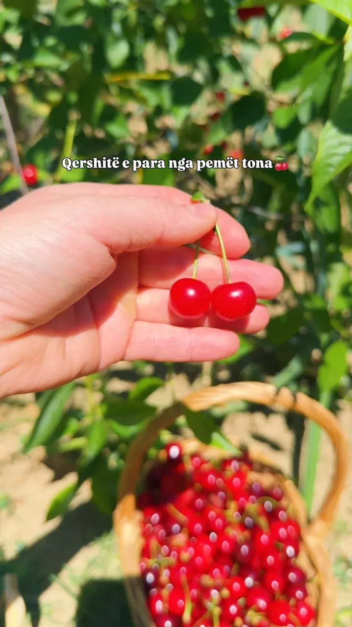 Qershitë e para nga pemët tona… Nuk ka lumturi më të madhe sesa të shohësh… — Të tjera