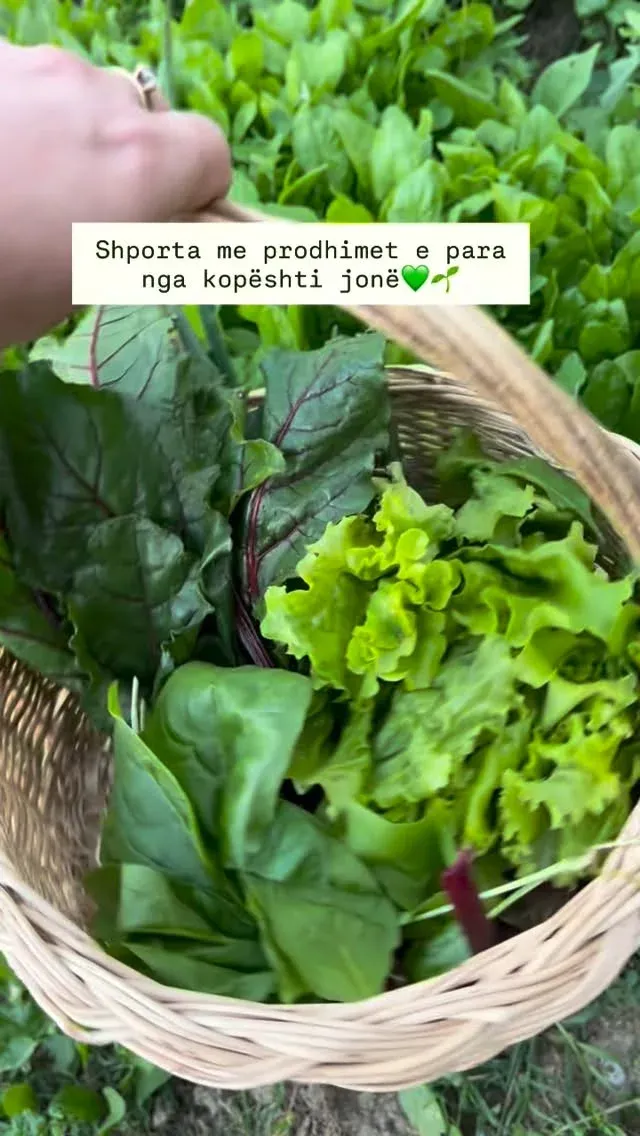 Shporta me prodhimet e para nga kopshti jonë Nuk ka gjë më të bukur se kur… — Nga kopshti