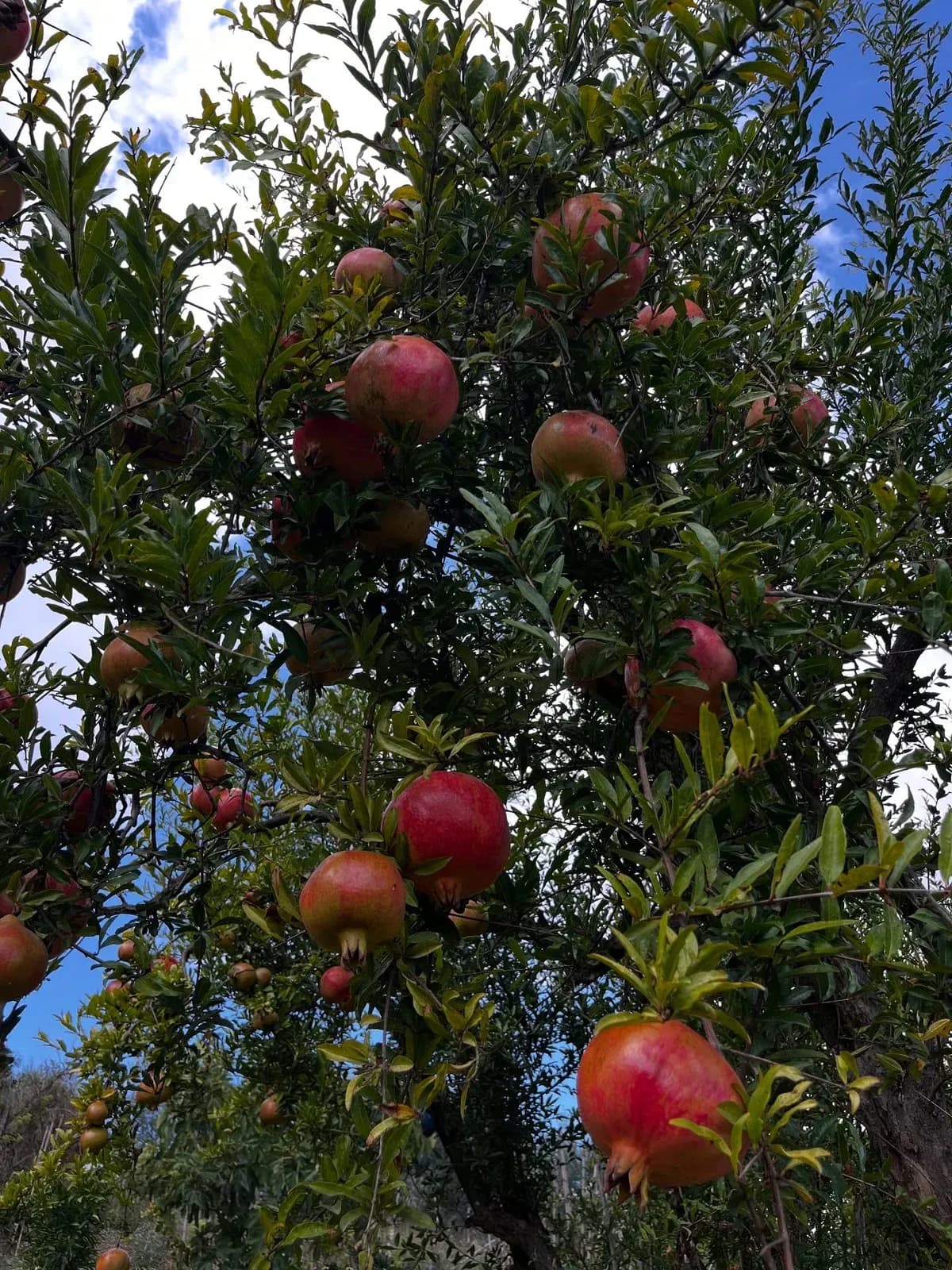 Shporta e vjeshtës nga kopështi ynë. — Nga kopshti, pamja 19