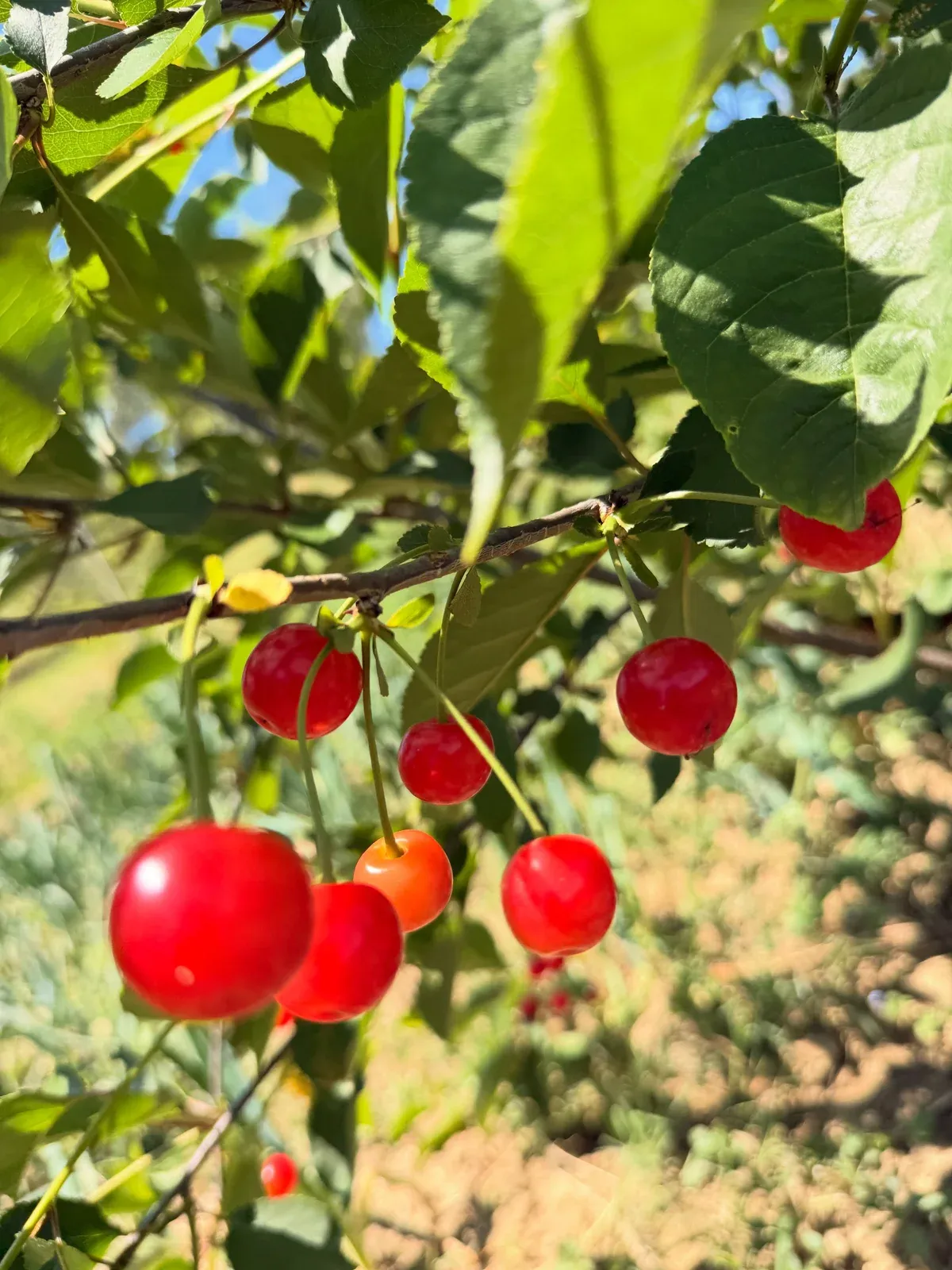 Luksi nuk është gjithmonë te gjërat e shtrenjta. — Nga kopshti, pamja 12