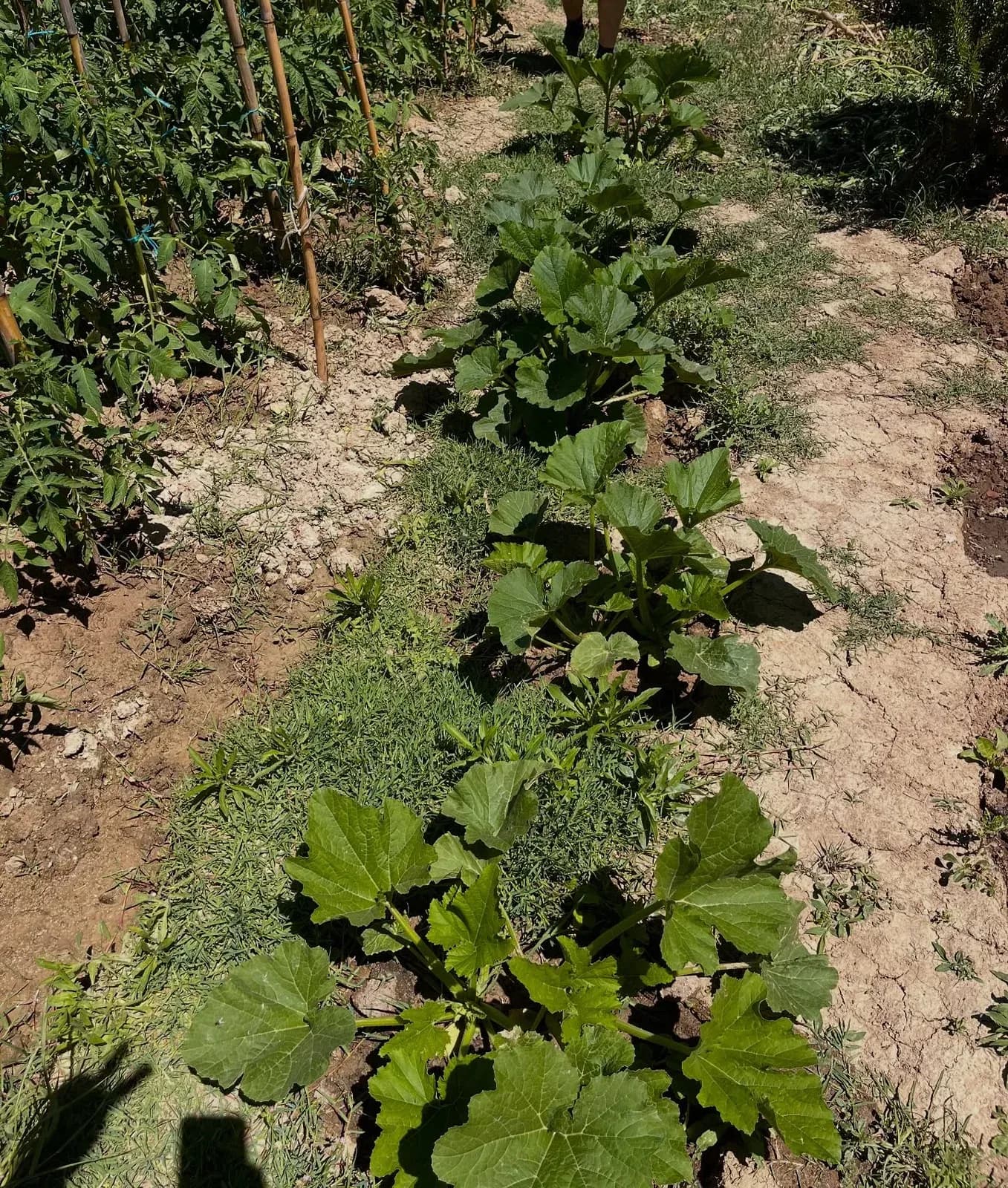 E nisim muajin me disa pamje nga bahçja jonë ,aty ku çdo gjë është ende në… — Nga kopshti, pamja 3