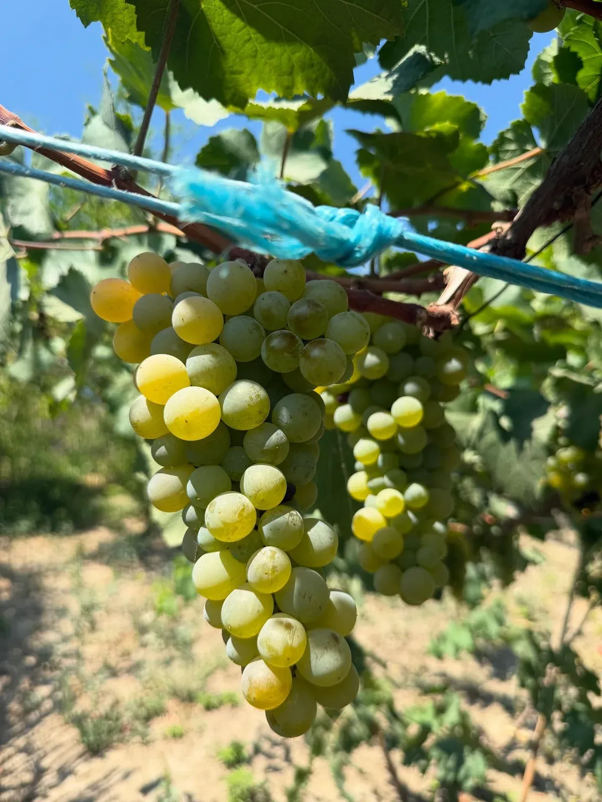 Mirëmëngjesi nga kopshti ynë Çdo vit na dhuron gjithnjë e më shumë jetë e… — Nga kopshti, pamja 2