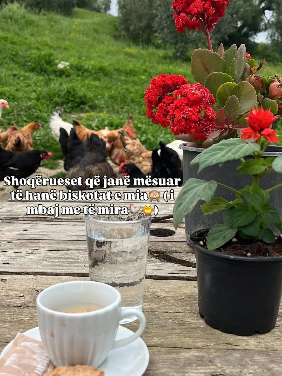 Dreka në fshat Kulac me shëllirë djathi, kos e vezë,tavë me zog e oriz në… — Mish & tava, pamja 3