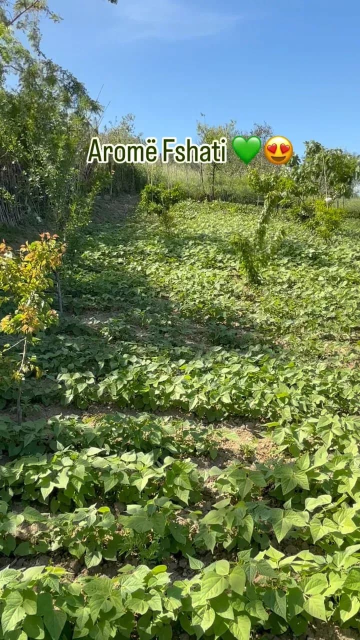PART 1: Një vend i vogël, por me zemër të madhe… Kopshti ynë, ku çdo pemë… — Nga kopshti