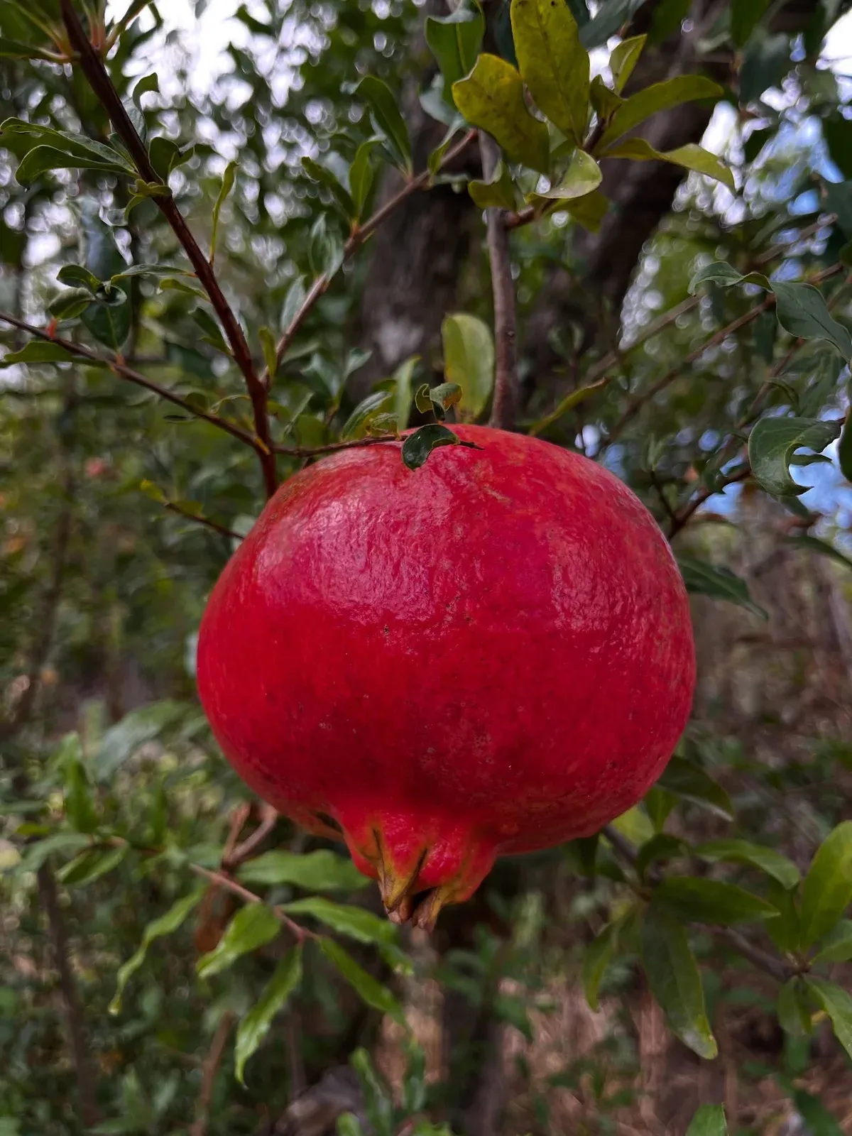 Shporta e vjeshtës nga kopështi ynë. — Nga kopshti, pamja 6